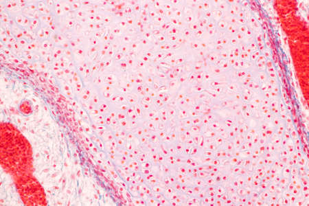 Tooth development from human under microscope view for education.