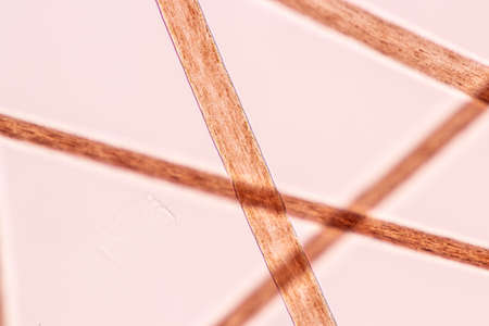 Characteristics of Hair cell of human under microscope view for education in laboratory.