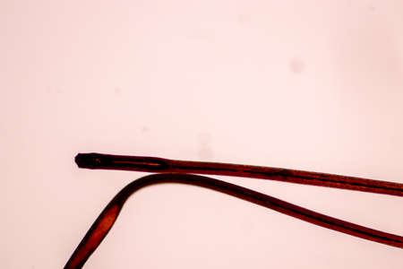 Characteristics of Hair cell of human under microscope view for education in laboratory.