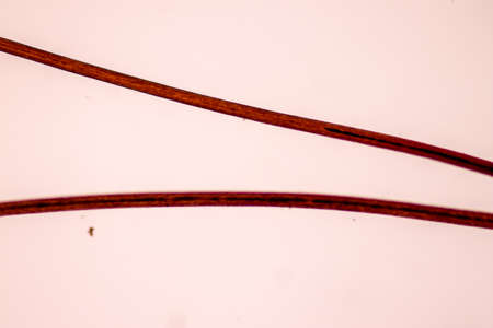 Characteristics of Hair cell of human under microscope view for education in laboratory.
