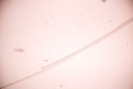 Characteristics of Hair cell of human under microscope view for education in laboratory.