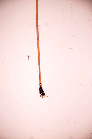 Characteristics of Hair cell of human under microscope view for education in laboratory.