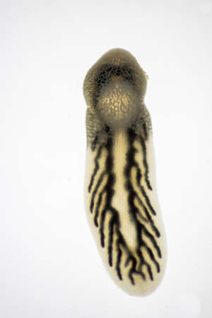 Parasitic (Clinostomum sp.), Study of Clinostomum sp. under microscope view in laboratory.の写真素材