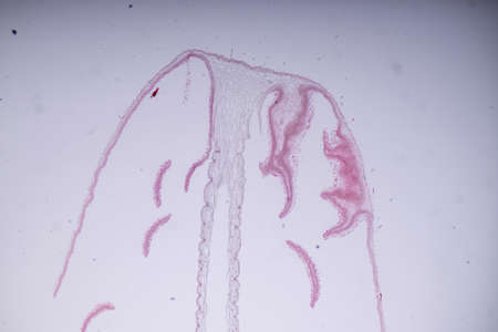 Slime molds, as a group, are polyphyletic under the microscope for education.