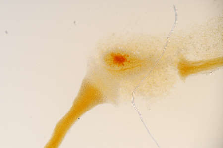 Slime molds, as a group, are polyphyletic under the microscope for education.
