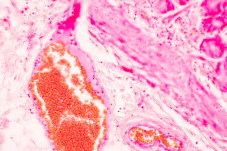 Tissue of Stomach Human under the microscope in Lab.