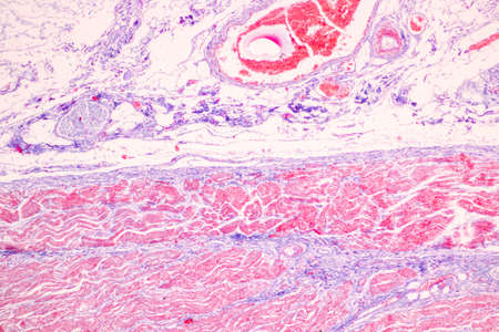 Tissue of Stomach Human under the microscope in Lab.