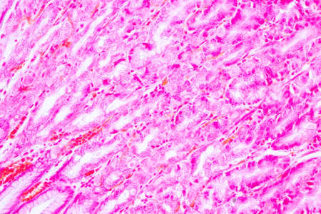 Tissue of Stomach Human under the microscope in Lab.