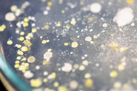 Backgrounds of Characteristics and Different shaped Colony of Bacteria and Mold growing on agar plates from Soil samples for education in Microbiology laboratory.の写真素材