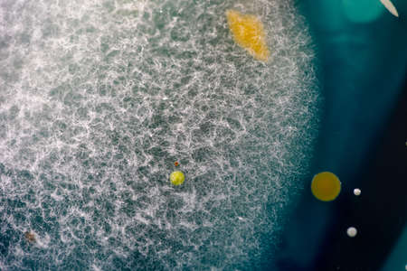 Backgrounds of Characteristics and Different shaped Colony of Bacteria and Mold growing on agar plates from Soil samples for education in Microbiology laboratory.の写真素材