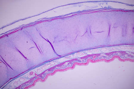 Cliated epithelium of human under the microscope in Lab.の写真素材