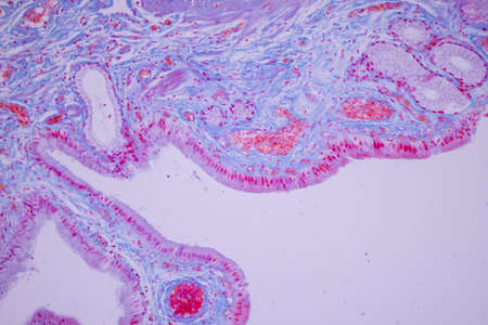 Columnar epithelium of human gall bladder under the microscope in Lab.の写真素材