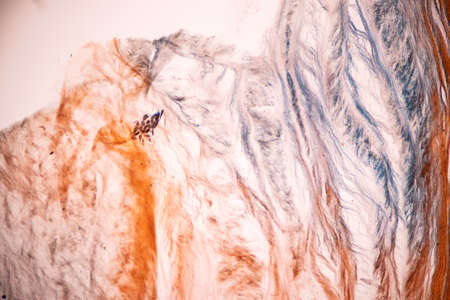 White fibrous cartilage of human under the microscope in Lab.