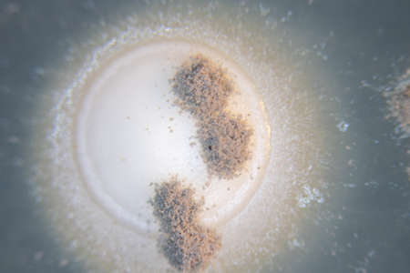 Backgrounds of Characteristics  of Bacteria and Fungi  for education in Microbiology laboratory.の写真素材