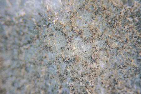 Backgrounds of Characteristics  of Bacteria and Fungi  for education in Microbiology laboratory.
