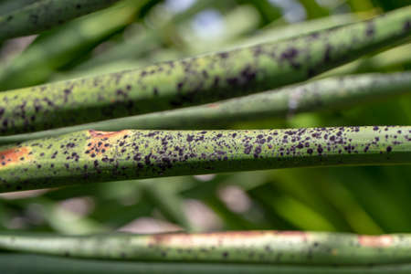 Backgrounds of Characteristics  of Bacteria and Fungi  for education in Microbiology laboratory.の写真素材