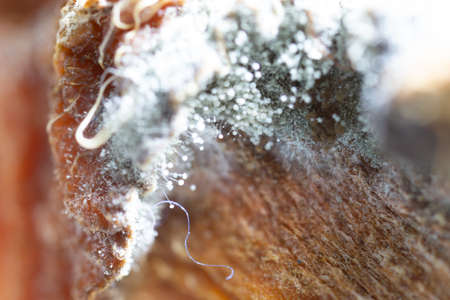Backgrounds of Characteristics  of Bacteria and Fungi  for education in Microbiology laboratory.