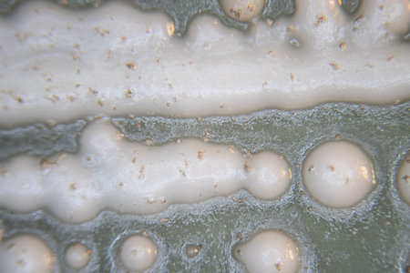 Backgrounds of Characteristics  of Bacteria and Fungi  for education in Microbiology laboratory.の写真素材