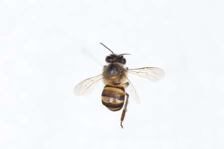Characteristics  of  Honey bee and Stingless bee (Hymenoptera)  for education in laboratory.の写真素材