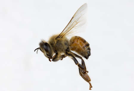 Characteristics  of  Honey bee and Stingless bee (Hymenoptera)  for education in laboratory.の写真素材