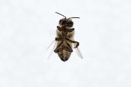 Characteristics  of  Honey bee and Stingless bee (Hymenoptera)  for education in laboratory.