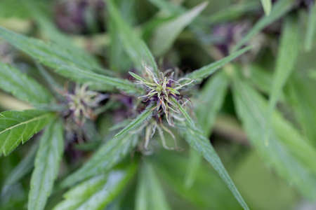 Background cannabis macro photo of marijuana bud under the microscope, Cannabis plant for study in...