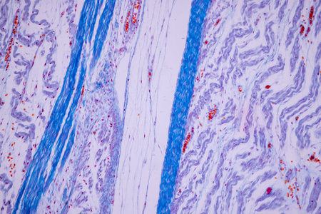 Hyaline cartilage, Elastic cartilage and Bone Human under the microscope in Lab.
