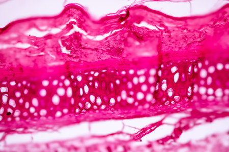 Hyaline cartilage, Elastic cartilage and Bone Human under the microscope in Lab.の写真素材