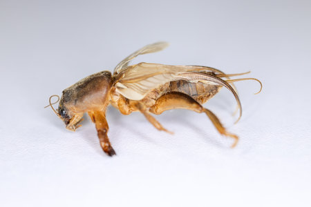 Background of insects (entomology) in laboratory.
