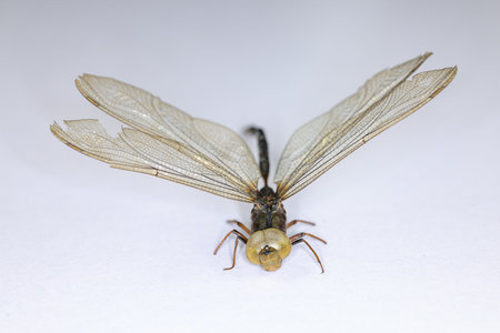 Background of insects (entomology) in laboratory.