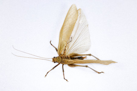Background of insects (entomology) in laboratory.