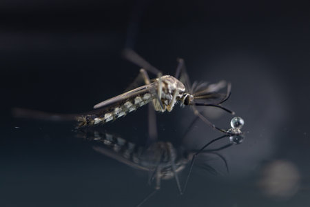 Anopheles mosquito and Mosquito Larva in the order Diptera, Anopheles sp. (Mosquito Larva) in the...