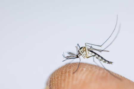 Anopheles mosquito and Mosquito Larva in the order Diptera, Anopheles sp. (Mosquito Larva) in the water for education.の写真素材