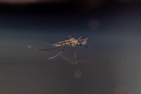 Anopheles mosquito and Mosquito Larva in the order Diptera, Anopheles sp. (Mosquito Larva) in the water for education.の写真素材