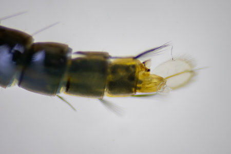 Anopheles mosquito and Mosquito Larva in the order Diptera, Anopheles sp. (Mosquito Larva) in the...
