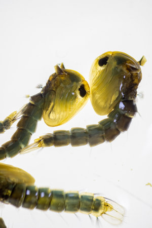 Anopheles mosquito and Mosquito Larva in the order Diptera, Anopheles sp. (Mosquito Larva) in the...