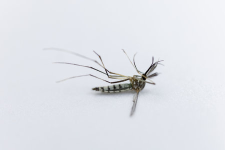 Anopheles mosquito and Mosquito Larva in the order Diptera, Anopheles sp. (Mosquito Larva) in the water for education.の写真素材