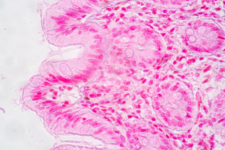 Backgrounds of Characteristics Tissue of Stomach Human, Small intestine Human, Pancreas Human and...