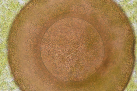 Study of protozoa and plant cells under the microscope for education.