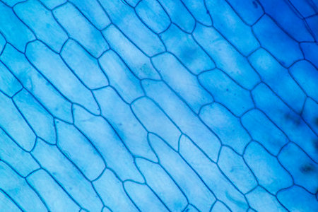 Study of protozoa and plant cells under the microscope for education.