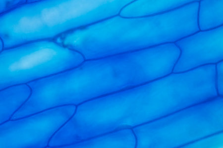 Study of protozoa and plant cells under the microscope for education.