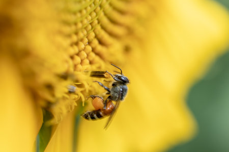Honey bee on sunflower in the garden. Macro shot.