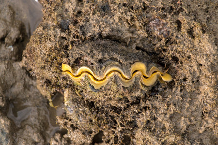 Giant clam on the seashore, closeup of photo