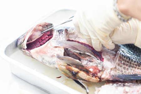 Studying different animals in science lab.の写真素材