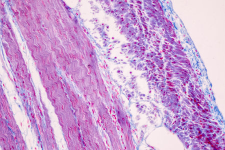 Tissue of Small intestine (Duodenum), Large intestine Human and Stomach Human under the microscope...