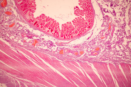 Tissue of Small intestine (Duodenum), Large intestine Human and Stomach Human under the microscope...
