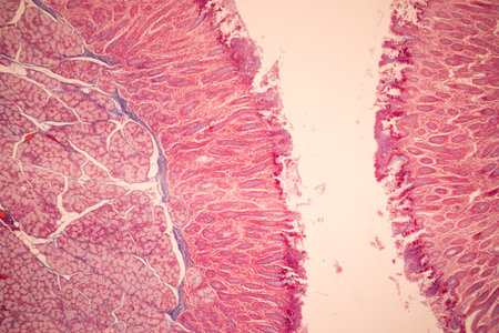 Histopathology of human muscle under microscope view for education in laboratory.