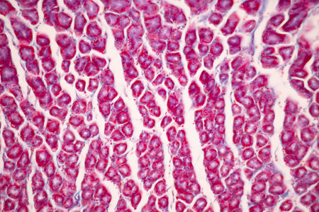 Tissue of Small intestine (Duodenum), Large intestine Human and Stomach Human under the microscope...