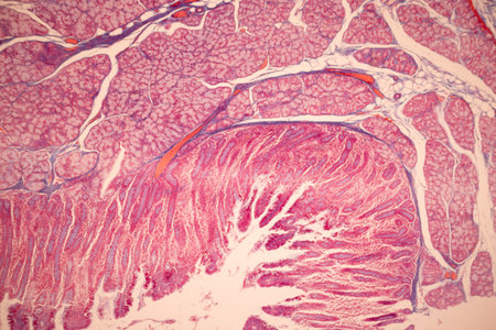 Histopathology of human liver under microscope view for medical education.