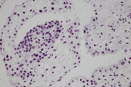 Reproductive cells of Flowering Plants under microscopic.